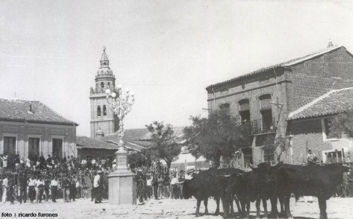 foto de los novillos